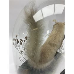 Taxidermy: Victorian cased Red Squirrel (Sciurus vulgaris), full mount adult, upon a tree branch with a naturalistic ground, enclosed beneath a period oval glass dome with ebonised base, raised upon four bun feet, H36cm 