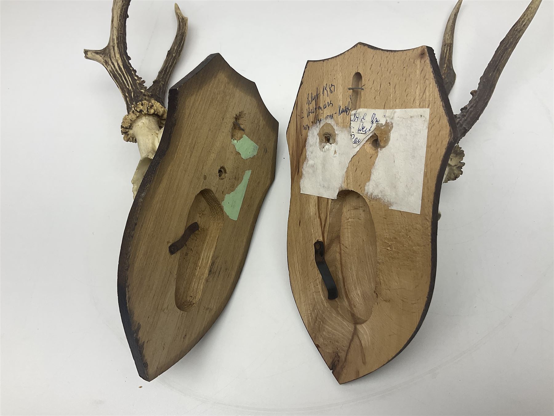 Antlers/Horns: Roe Deer (Capreolus capreolus) ten pairs of roe deer antlers mounted upon wooden shields, shield H20cm 