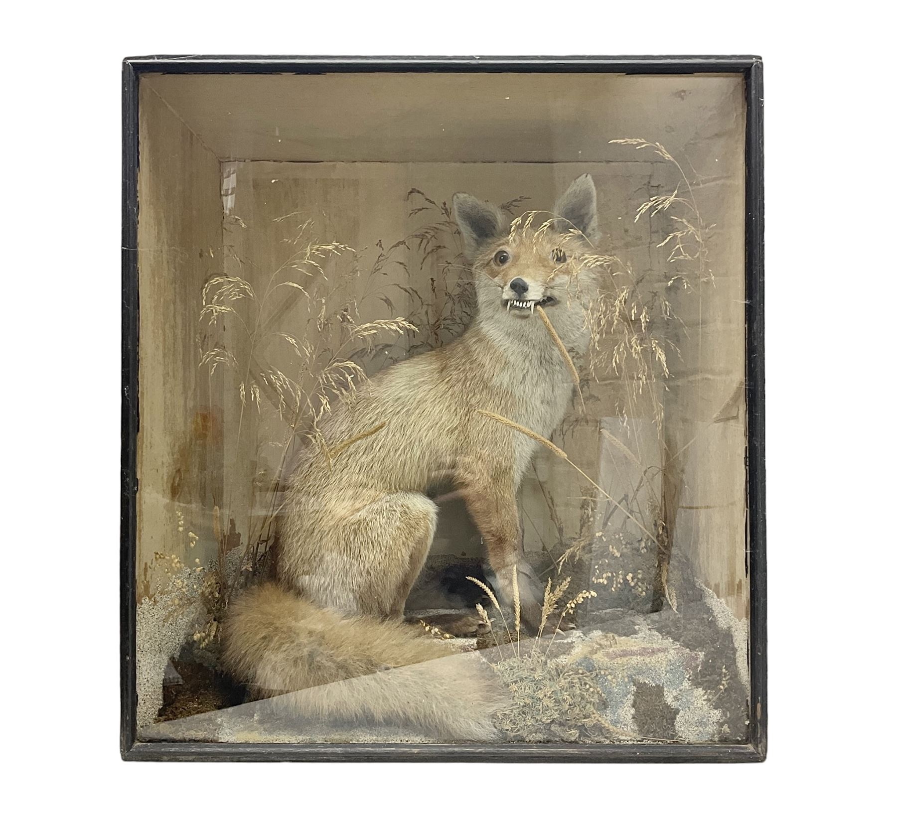 Taxidermy: 19th century cased display Red Fox (Vulpes vulpes), full adult mount in seated position with tail curled in front, in a naturalistic setting, encased within a ebonised single pane display case, H64cm, L58cm