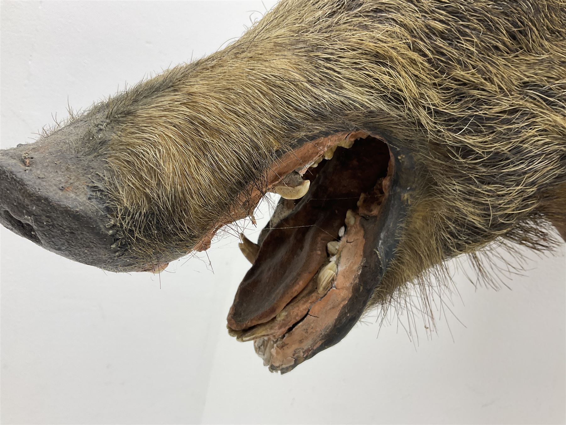 Taxidermy; European Wild Boar (Sus scrofa), adult shoulder mount looking straight ahead, with mouth agape, mounted upon a wooden shield, H70cm