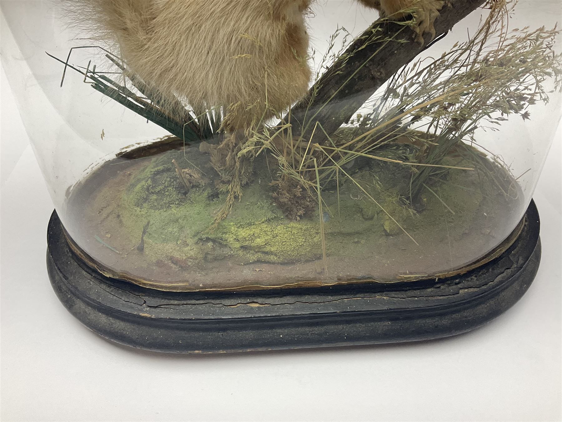 Taxidermy: Victorian cased Red Squirrel (Sciurus vulgaris), full mount adult, upon a tree branch with a naturalistic ground, enclosed beneath a period oval glass dome with ebonised base, raised upon four bun feet, H36cm 