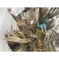 Taxidermy; large Victorian domed taxidermy diorama study of birds, with seventeen specimens including Ring Necked Parakeet, Blue Winged Warbler and Blackbird, the glass dome upon an ebonised wooden base, H77cm, W44cm
