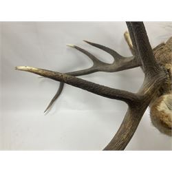 Taxidermy: Red Deer (Cervus elaphus), adult male imperial stag shoulder mount looking straight ahead, ten point antlers, mounted upon a shaped wooden shield, D65cm