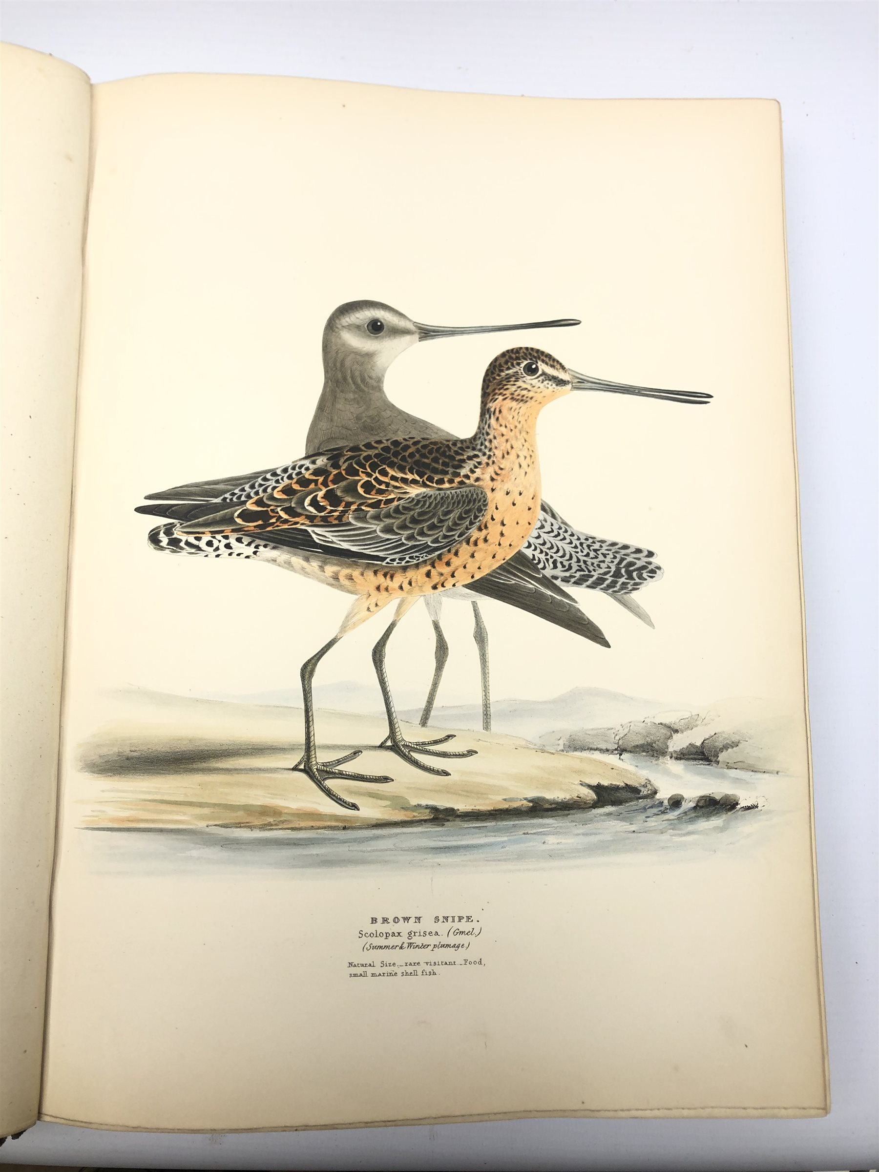  Meyer Henry Leonard:  Illustrations of British Birds. Part Two - Water Birds with one hundred and forty coloured plates with tissue guards, seventy-five with eggs and three with eggs only, gilt tooled full leather binding with gilt panelled spine and hand painted title page.  