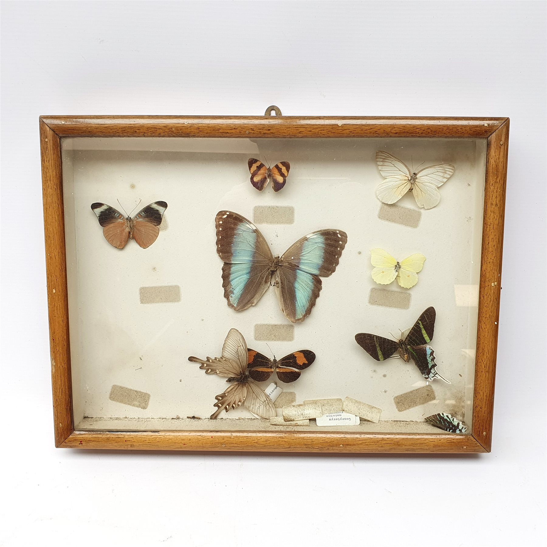 Taxidermy: Curlew (numenius aequath), full mount, approximately H39.5cm, together with a Swift, full mount, two wasps nests in open fronted display case W30cm H38cm; an ostrich egg; three bird of prey masks; framed case of butterflies including Morpho, (a/f), and ferret muzzle
