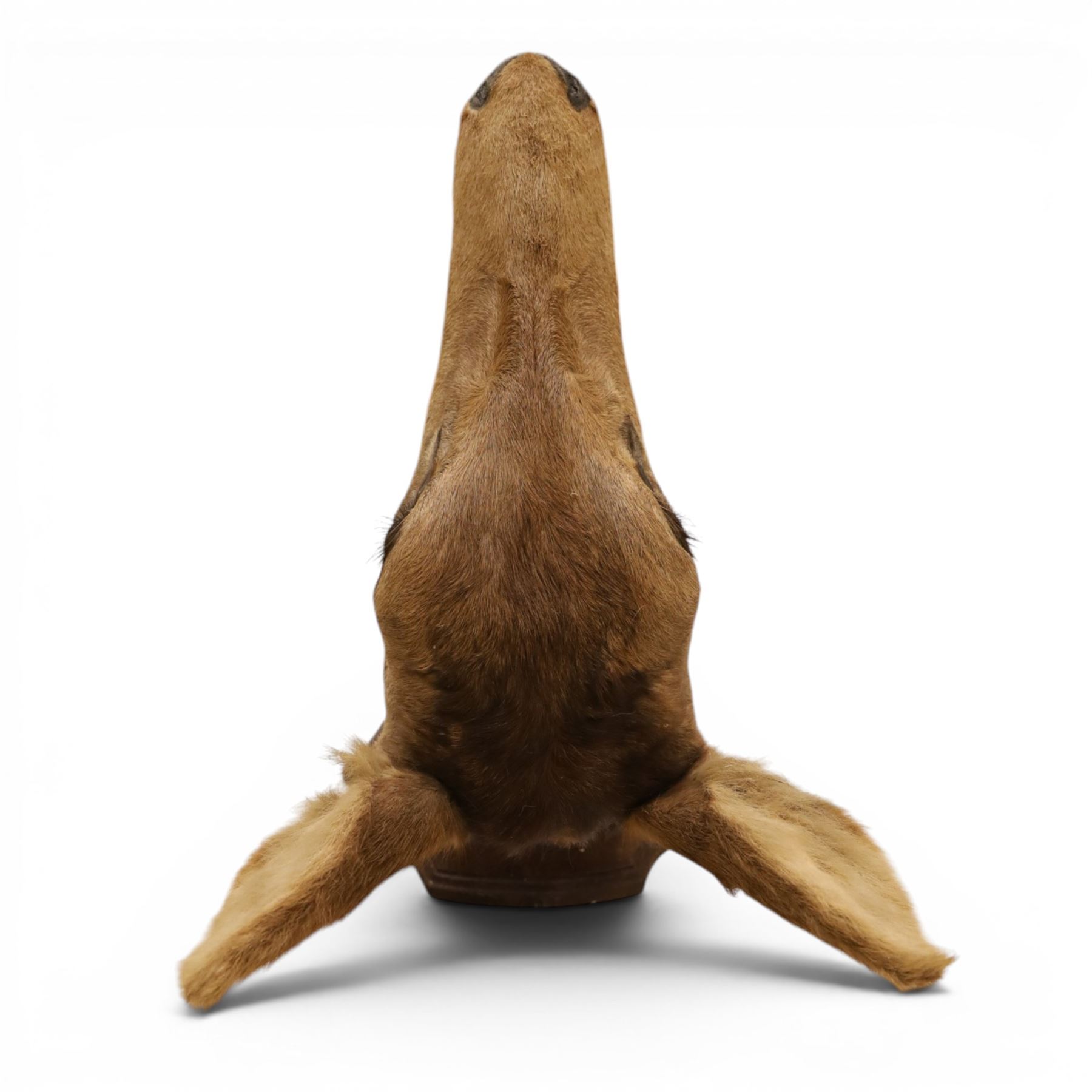 Taxidermy - Red Deer (Cervus elaphus), adult doe head mount facing forwards, on wooden shield, H77cm