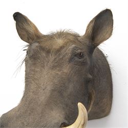 Taxidermy: A Common Warthog (Phacochoerus africanus), large adult head mount looking straight ahead