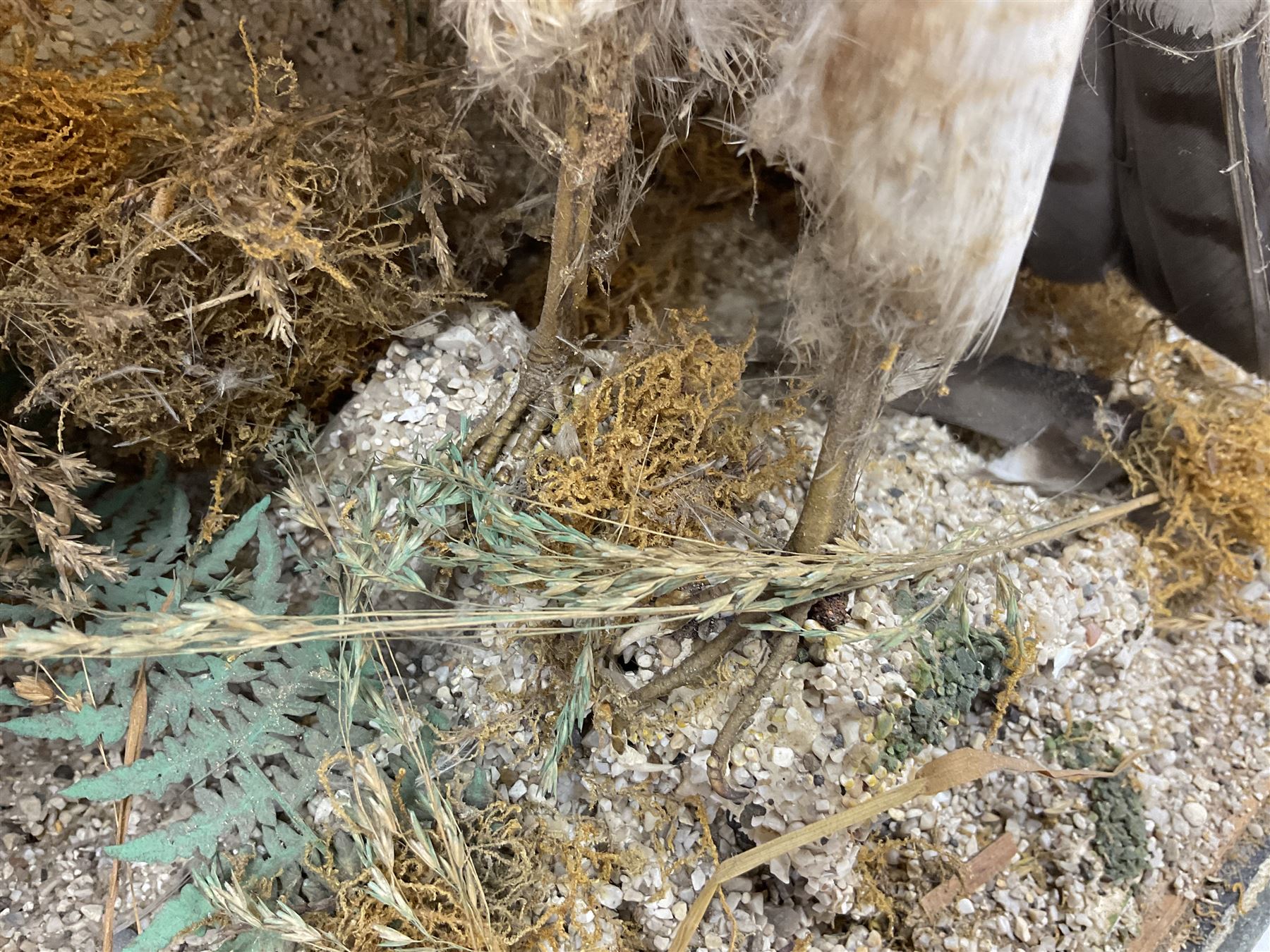 Taxidermy; Victorian cased pair of Sparrowhawks (Accipiter nisus), male and female full mounts, on a naturalistic setting, encased within an ebonised single pane display case, H40, W47cm, D19.5cm