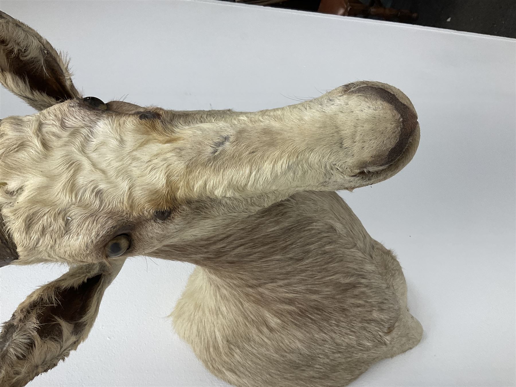 Taxidermy: White Blesbok (Damaliscus pygargus phillipsi), light coloured shoulder mount, approximately H85cm