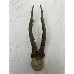 Taxidermy; Roe Deer (Capreolus capreolus), adult Roebuck neck mount looking straight ahead, mounted upon an oak shaped shield, together with a pair of Roe Deer antlers, with partial skull