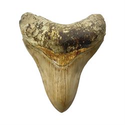 Large Megalodon (Otodus Megalodon) tooth fossil, with fine serrations, age; Miocene period, H11cm, W9cm

Notes; Believed to have grown as large as 18 metres, the Megalodon was the largest shark and one of the most dominant marine predators ever to have existed. It roamed the ancient seas for around 20 million years until their extinction around 3.6 million years ago.  Megalodon teeth vary in colour and ton. influenced and coloured over the millennia by the conditions in which they are preserved