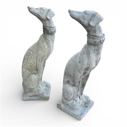 Pair of small cast stone  seated garden greyhounds, on square plinth bases