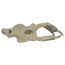 Thallasima crayfish fossil java, age; Miocene period, location; Indonesia, L15cm