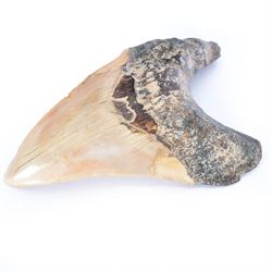 Large Megalodon (Otodus Megalodon) tooth fossil, with fine serrations, age; Miocene period location; Java, Indonisia, H13cm, W9cm 
Notes; Believed to have grown as large as 18 metres, the Megalodon was the largest shark and one of the most dominant marine predators ever to have existed. It roamed the ancient seas for around 20 million years until their extinction around 3.6 million years ago. Megalodon teeth vary in colour and ton. influenced and coloured over the millennia by the conditions in which they are preserved