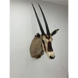 Taxidermy: Beisa Oryx (Oryx beisa beisa), adult male shoulder mount looking straight ahead, approximately H120cm