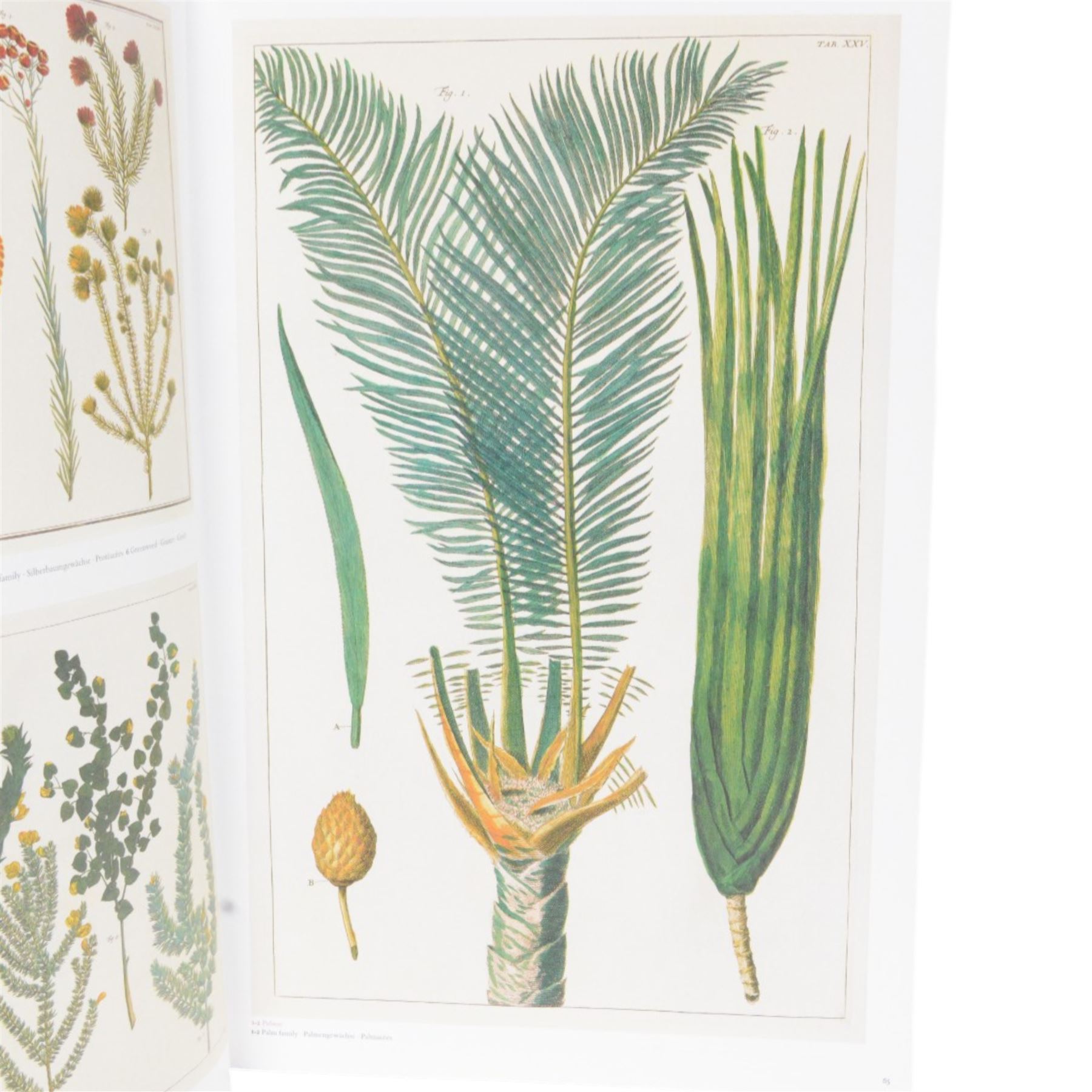 Albertus Seba; Cabinet of Natural Curiosities. The Complete Plates in Colour 1734-1765 Based on the copy in the Koninklijke biblitheek, The Hague, Published by Taschen, 