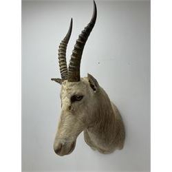 Taxidermy: White Blesbok (Damaliscus pygargus phillipsi), light coloured shoulder mount, approximately H85cm