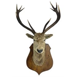 Taxidermy: Scottish Red Deer (Cervus elaphus scoticus), adult Red deer stag neck mount looking straight ahead, ten point antlers, with an abnormal antler, mounted upon a wooden shield, H132cm D60cm