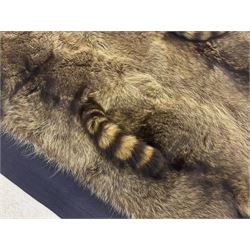 Taxidermy: Racoon (Procyon lotor), large wool backed patchwork carriage/car rug, constructed from fifteen racoon pelts, H130cm L175cm