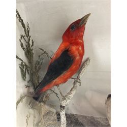 Taxidermy; Victorian cased display of birds, comprising Scarlet Tanager (Piranga olivacea), Campo Troupial (Icterus jamacaii) and Snow Bunting (Plectrophenax nivalis), amidst a naturalistic setting, encased within an ebonised single pane display case, H23cm, L35cm