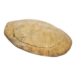 Natural History: Giant South American River Turtle Blonde Shell (Podocnemis expansa), circa 1900, L54cm, W40cm CITES Annex B, Appendix II; Not for sale to buyers outside the UK
