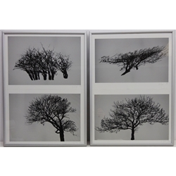  Tree Studies, two framed contemporary monochrome prints, signed with initials in pencil C.H dated 08', L46cm x H63cm   Provenance: from the estate of Keith Beverley of Sandell, Flamborough  