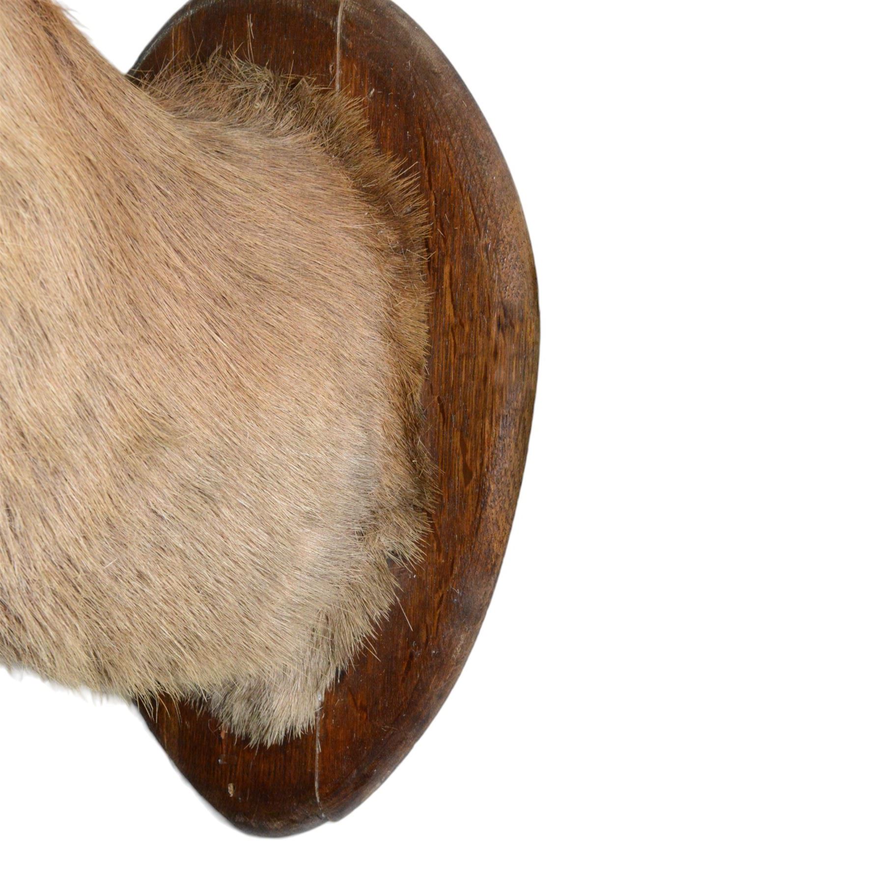 Taxidermy: Red Deer (Cervus elaphus), an adult stag shoulder mount with head turning to the left, mounted upon a wooden shield, D80cm
