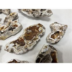 Large collection of Agatized Coral, largest H11cm (12)