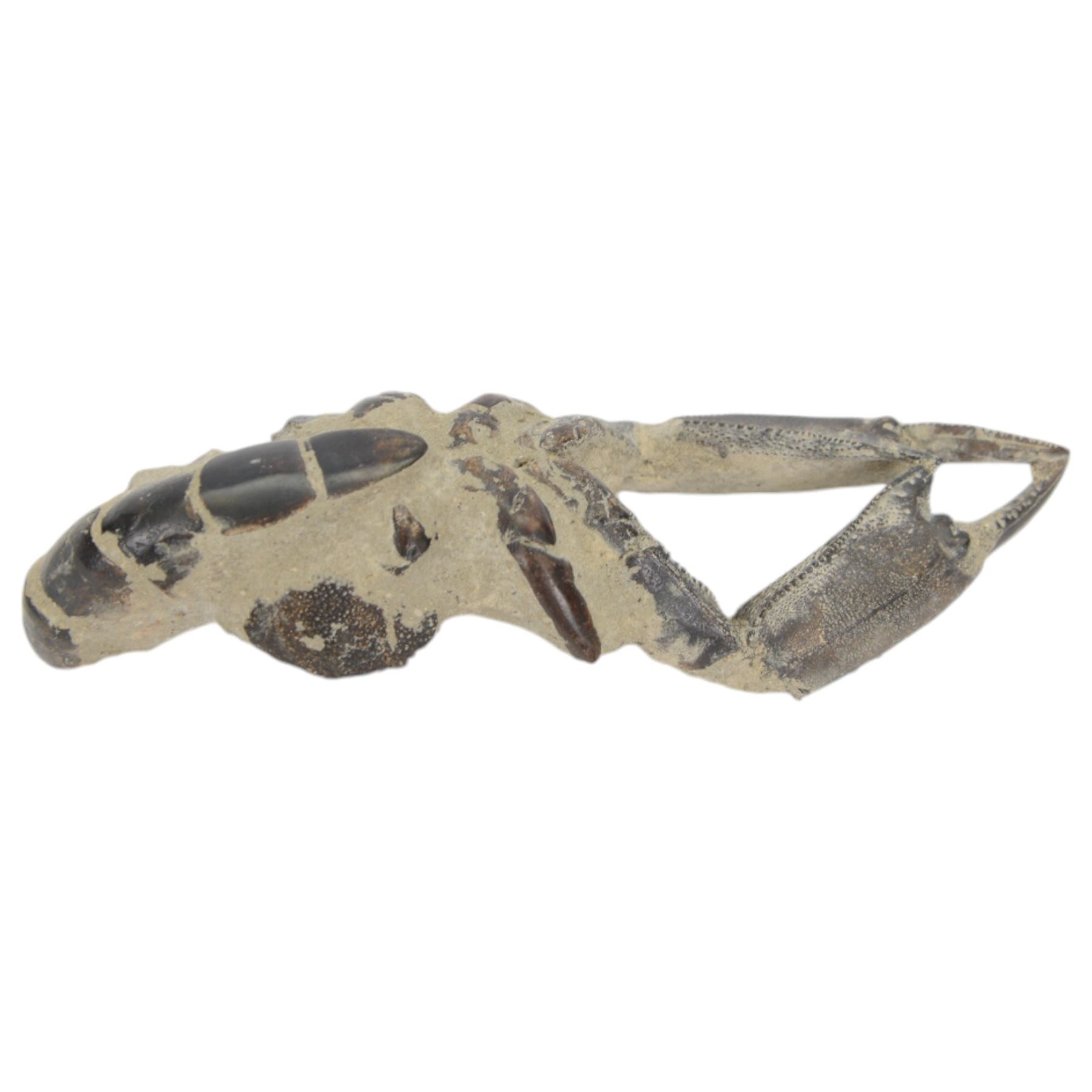 Thallasima crayfish fossil java, age; Miocene period, location; Indonesia, L15cm