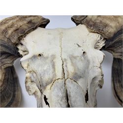 Skulls/Horns: Swaledale Ram Skull, (Ovis aries), set of adult horns on upper skull, H17cm