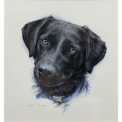 Melanie C Evans (20th century): Study of a Labrador's Head, watercolour signed and dated 1994, 26cm x 25cm
