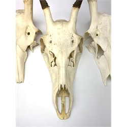 Three red deer skulls with single point antlers H62cm