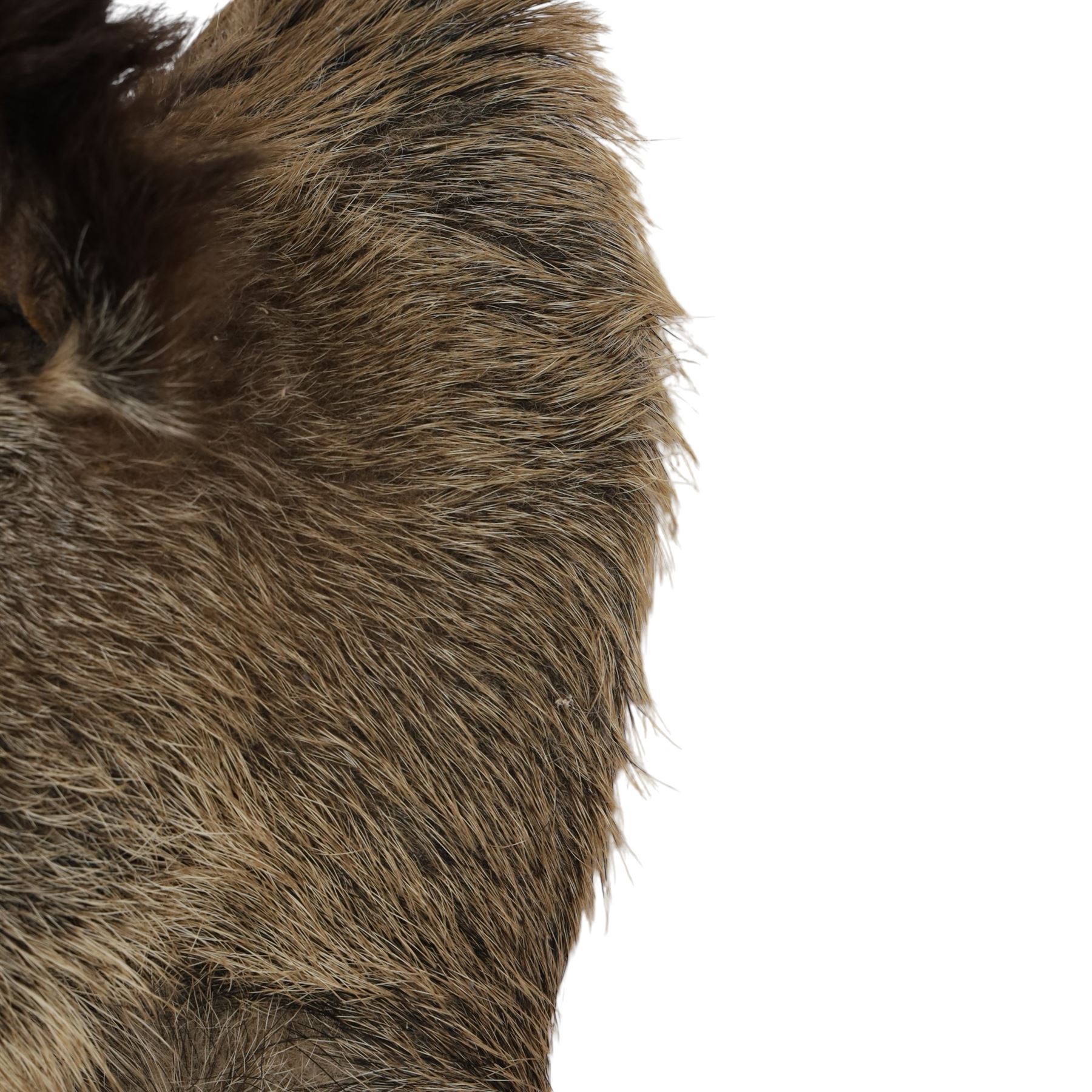 Taxidermy: A European Wild Boar (Sus scrofa), adult neck mount looking straight ahead, 50cm from wall