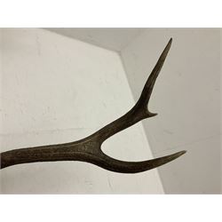 Antlers/Horns: European Royal Red Deer Antlers (Cervus elaphus hippalaphus), twelve point antlers, mounted upon a carved and pierced shield H120cm D64cm