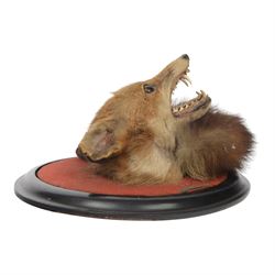 Rowland Ward (British Taxidermist 1848-1912); European Red Fox Mask (Vulpes vulpes), adult fox mask, mouth agape, with brush wrapped around a circular ebonised wall mount, with brass makers plaque 'R.Ward & Co naturalists 155 Piccadilly London - RTV