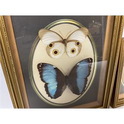 Entomology: Twelve framed displays contain thirteen specimens of tropical moths and butterflies, each mounted within gilt wall hanging picture frames of various sizes, specimens including Morpho Godarti, Caligo idomeneus, Cisseis morpho, Cathosia biblis etc, largest L35cm W30cm 