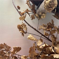 Taxidermy: Cased pair of Ring-necked Pheasants (Phasianus colchicus), pair of full adults mount, mounted amidst naturalistic setting, against a graduated watercolour backdrop, enclosed within a ebonised four pane glass display case, bearing data plaque 'A Pair of Pheasants Shot By Barry Fehily at Uphall, Herts, on 21st December 1996' H82cm W62cm