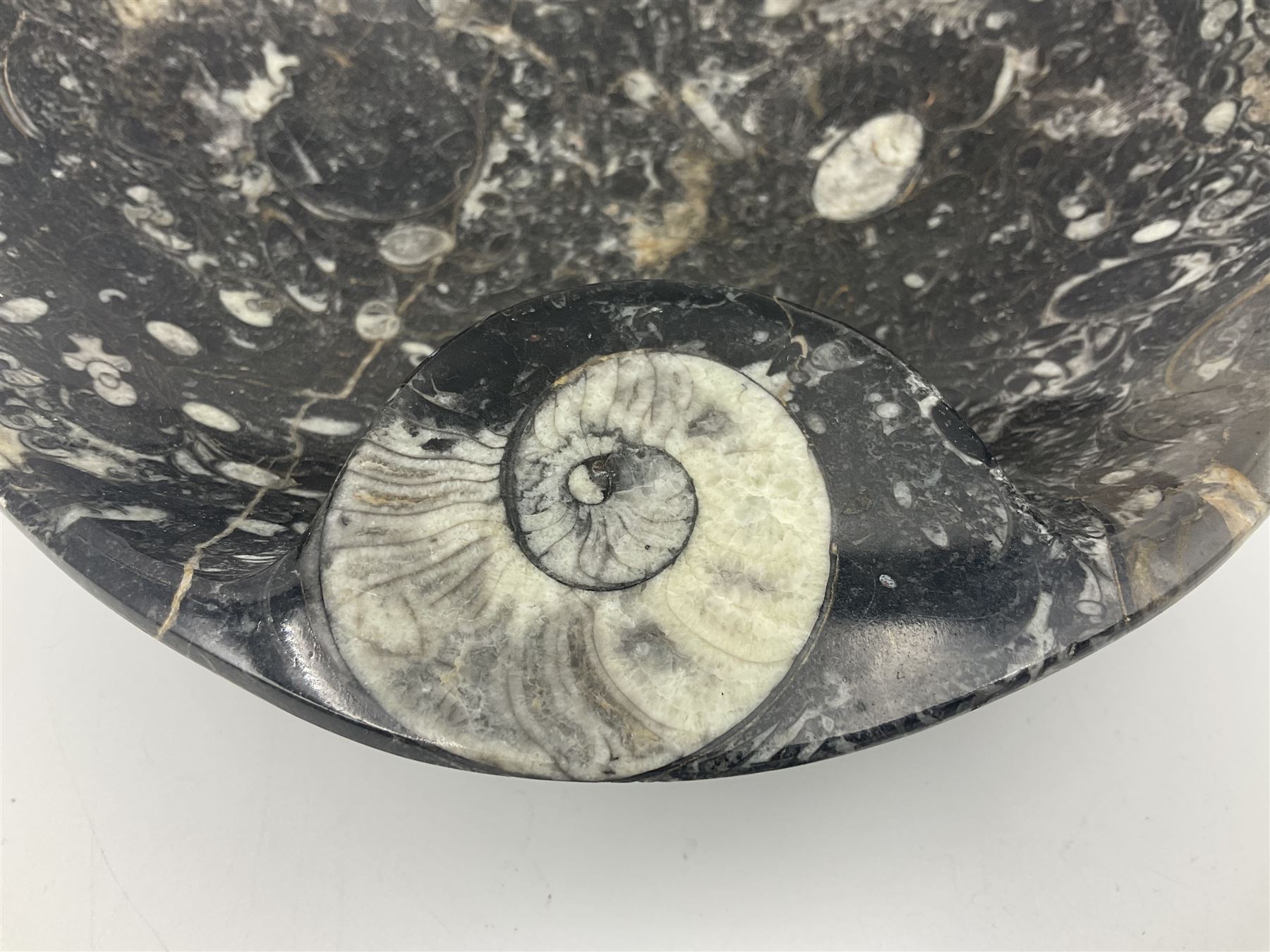Circular dish with a raised goniatite, with orthoceras and goniatite inclusions, age: Devonian period, location: Morocco, D22cm, H5cm
