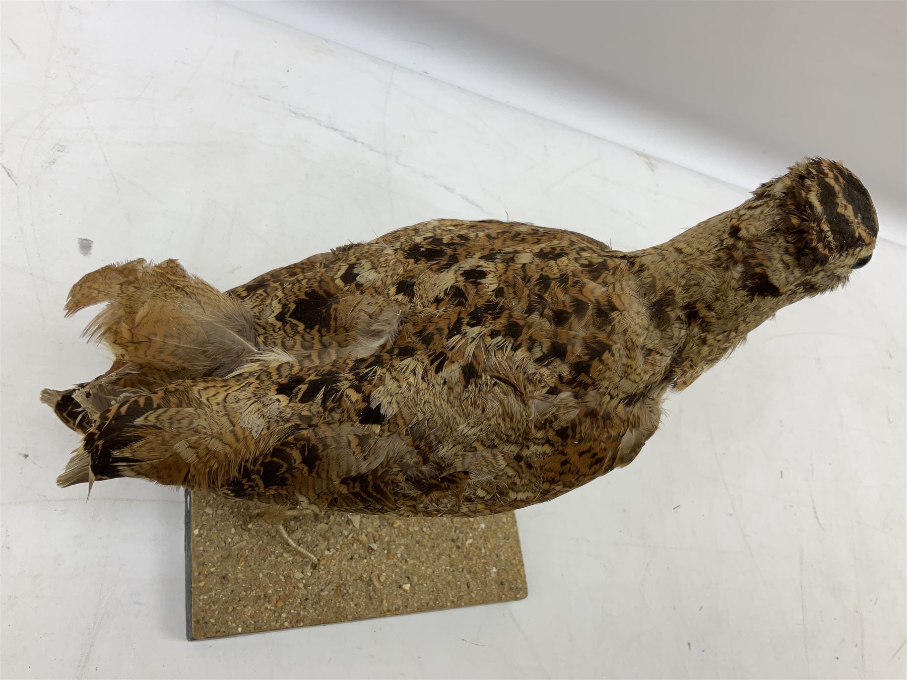 Taxidermy: Two Woodcock (Scolopax rusticola), both adult mounts on open display upon wooden bases, tallest example H22cm 