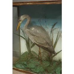  Taxidermy - Study of a Heron in naturalistic setting with plain backdrop, glazed case, H77cm, W71cm, D28cm  