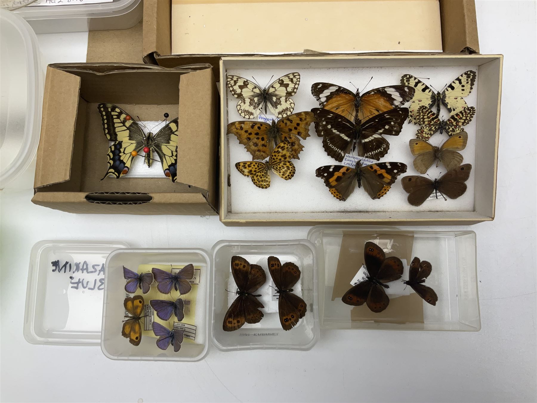 Entomology; large collection of pinned butterflies and moths, to include Cream-spotted Tiger moth, Adonis Blue butterfly, Orange tip butterfly, Swallowtail butterfly etc  
