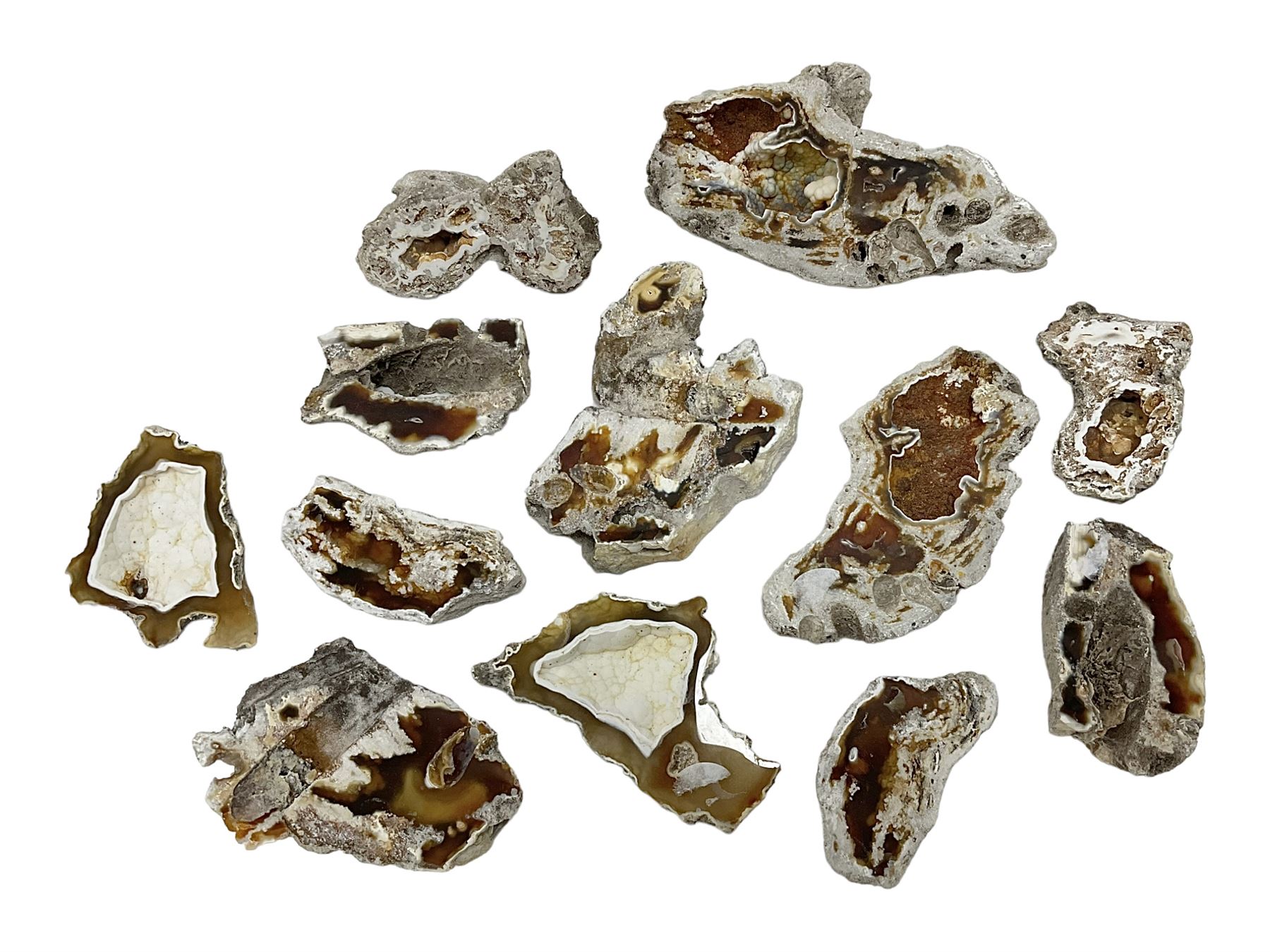 Large collection of Agatized Coral, largest H11cm (12)