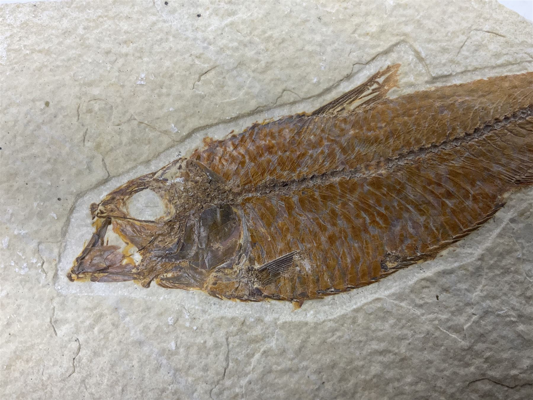 Three fossilised fish (Knightia alta) each in an individual matrix; age; Eocene period, location; Green River Formation, Wyoming, USA, largest matrix H13cm, L18cm