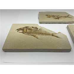 Three fossilised fish (Knightia alta) each in an individual matrix, age; Eocene period, location; Green River Formation, Wyoming, USA, largest matrix H9cm, L15cm