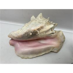 Conch shell, together with two ammonite fossils, and various mineral samples 