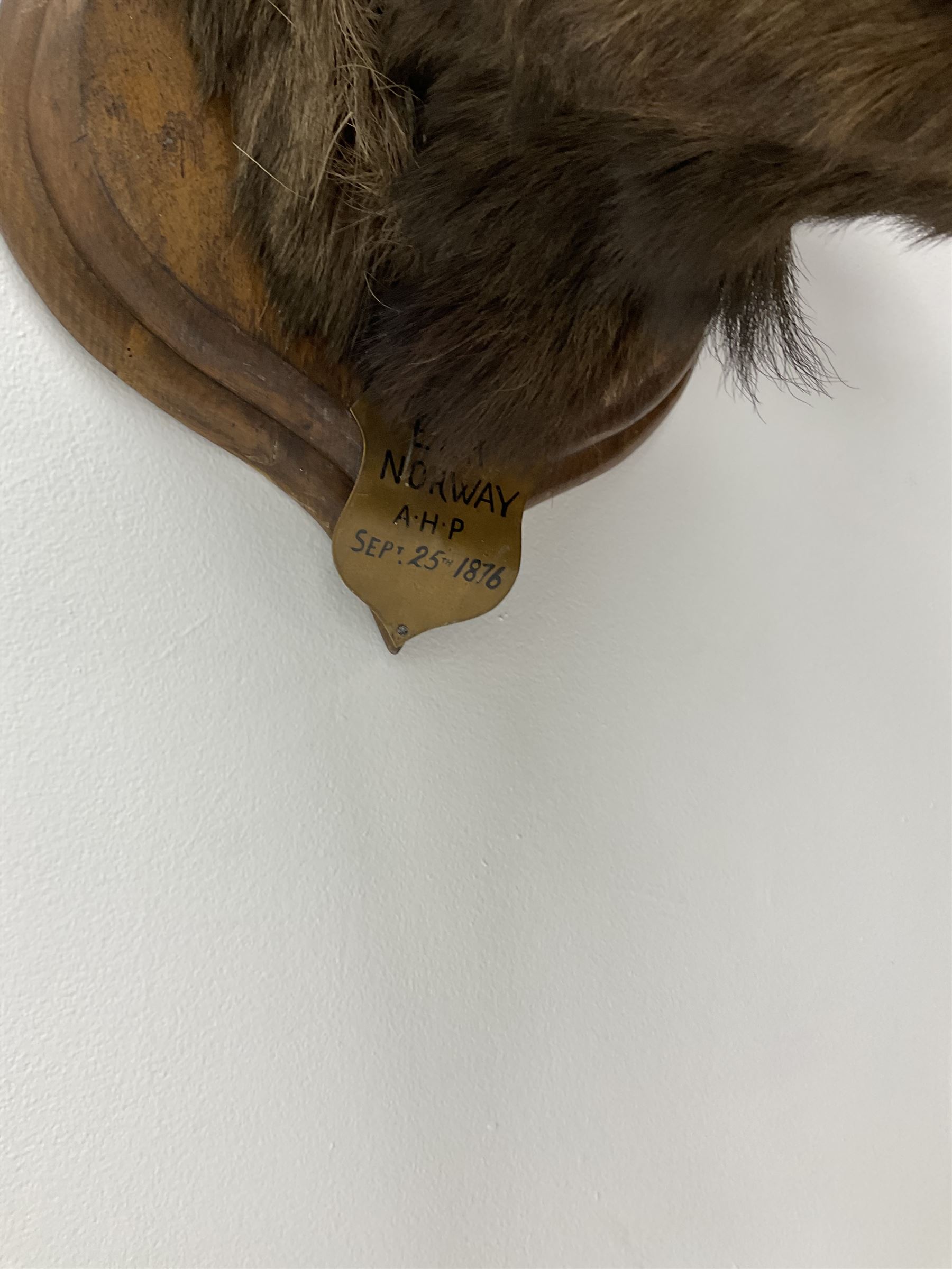 Taxidermy: European Moose (Alces alces), circa September 25th 1876, Norway, young adult male head mount looking straight ahead, mounted upon a wooden double shield, bearing copper shield 'Elk, Norway, A.H.P, Sept 25th 1876'', mount H54.5cm W42.5m, this moose is from the historical collection at Hodnet Hall in Shropshire, home of the Heber family for generations.