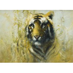 Tony Forrest (British 1961-): Study of a Tiger, oil on canvas signed 29cm x 39cm