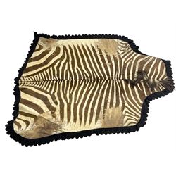 Taxidermy: Zebra hide rup (Equus quagga), edged with black felt material 