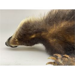 Taxidermy: European badger (Meles meles) full mount in walking position L82cm. 