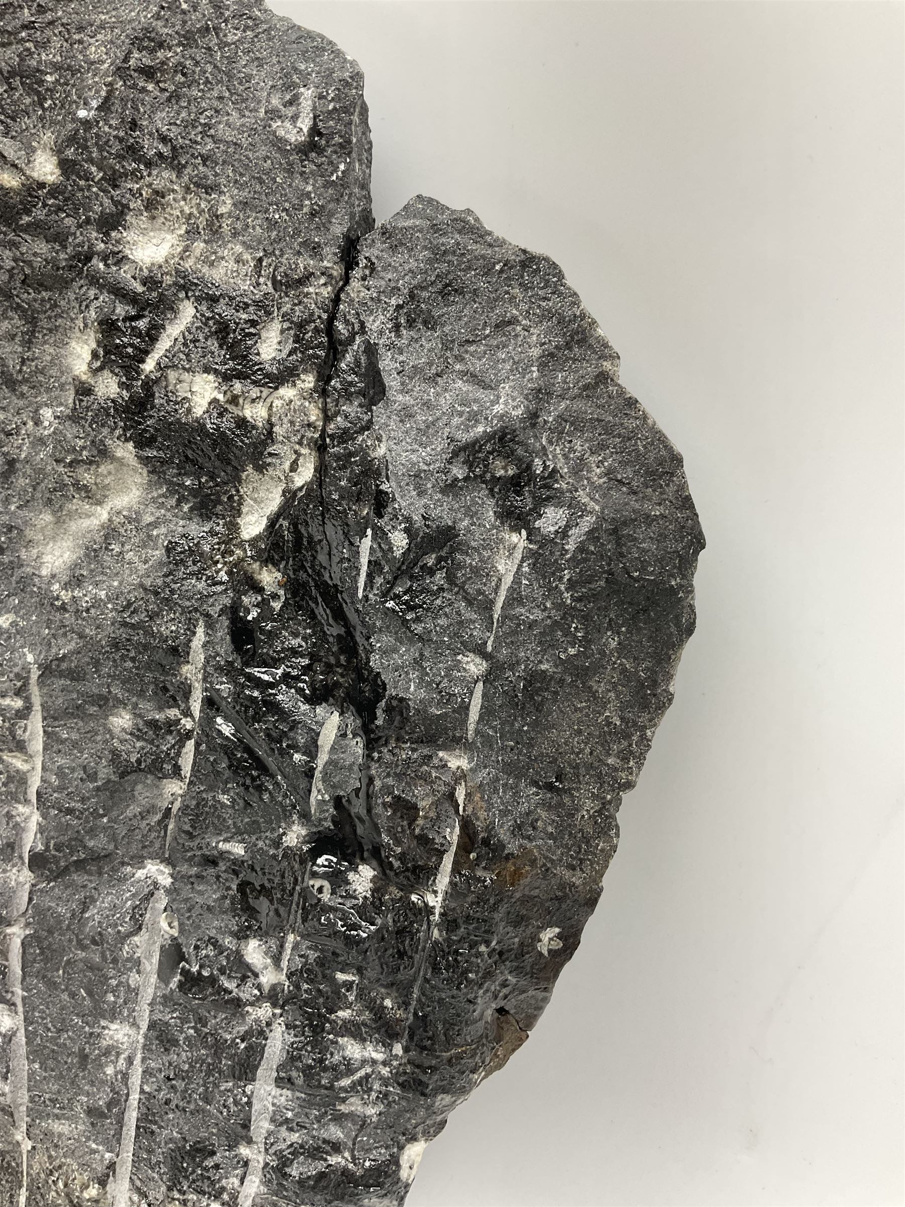 Orthoceras fossil group, age: Devonian period, H33cm, L30cm